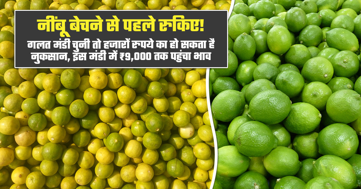 Lemon market prices today - (July 05, 2026)