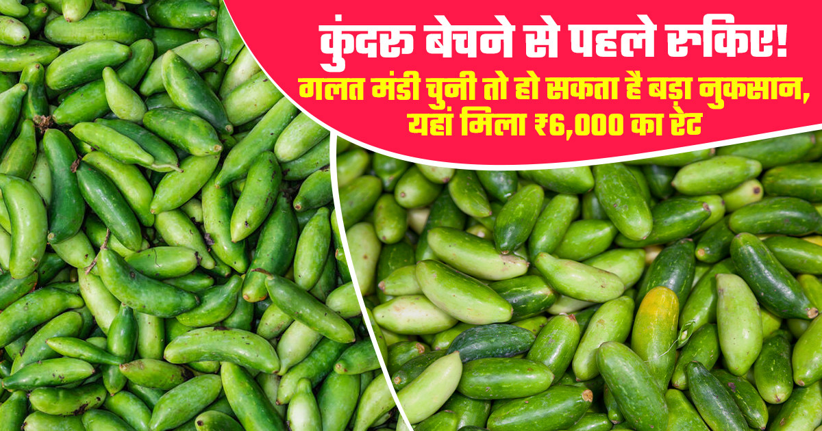 Kundru market prices today - (july 06, 2026)