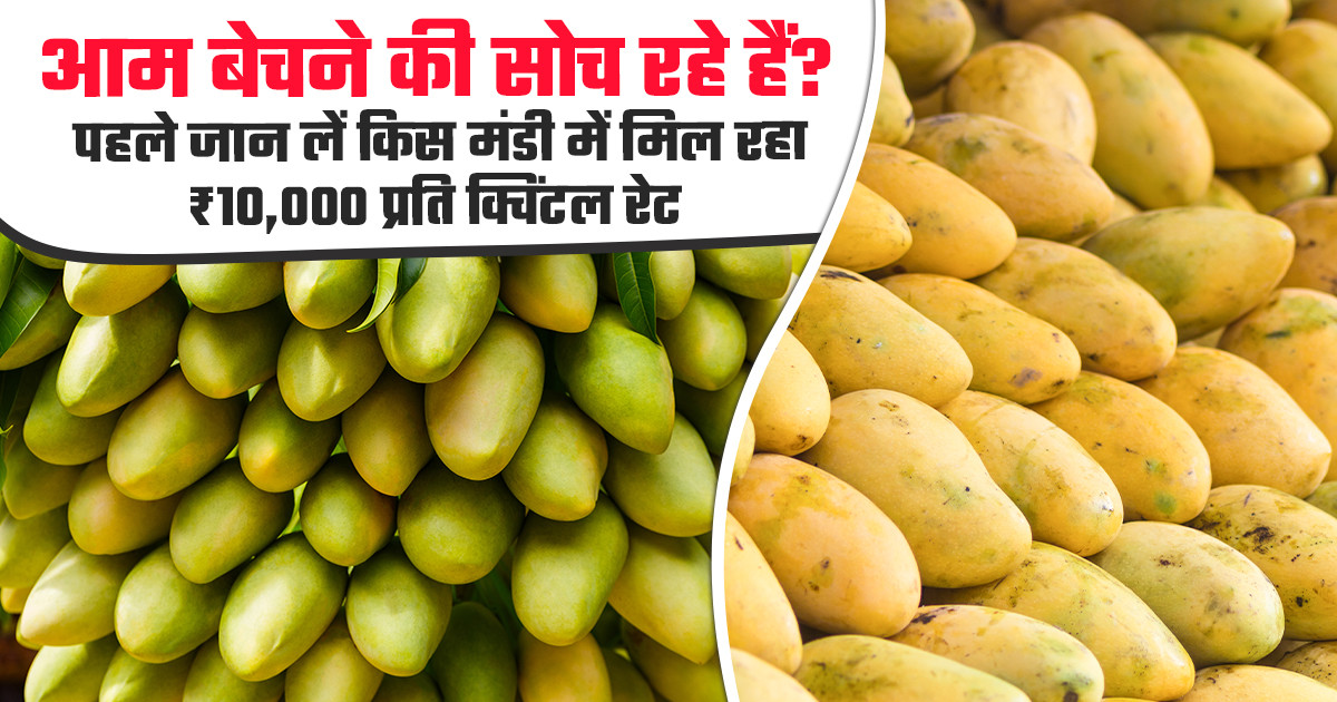 Mango market prices today - (July 07, 2026)