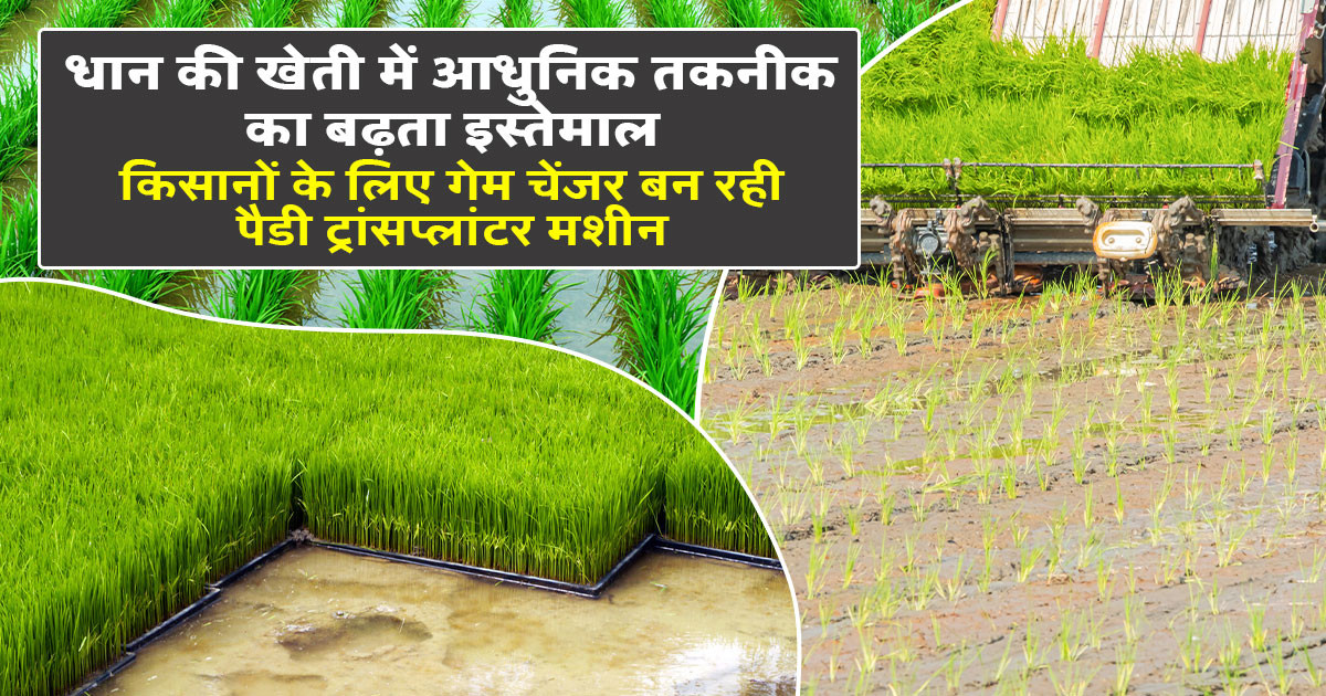 Paddy Transplanter Machine