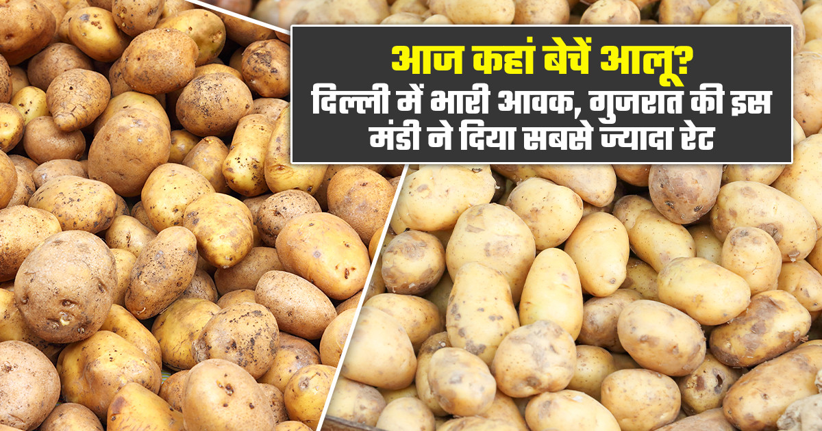 Potato market price today (July 07, 2026)