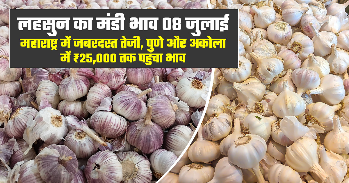 Garlic market prices - (July 8, 2026)