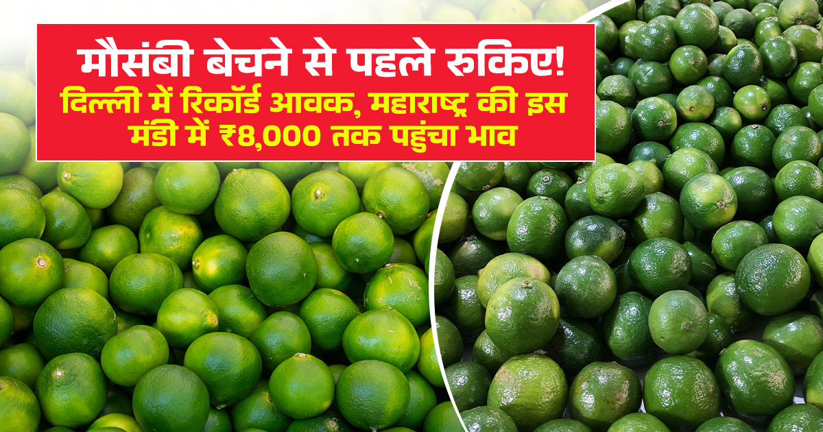 Sweet Lime Market Prices July 10, 2026