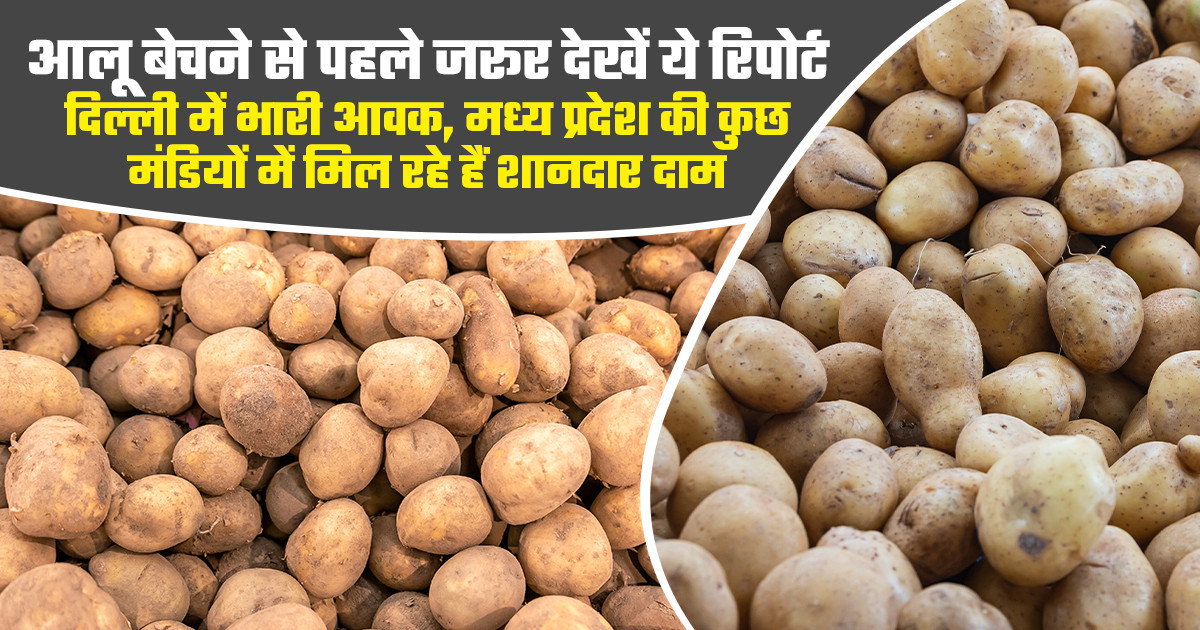 Potato market prices today (july 12, 2026)