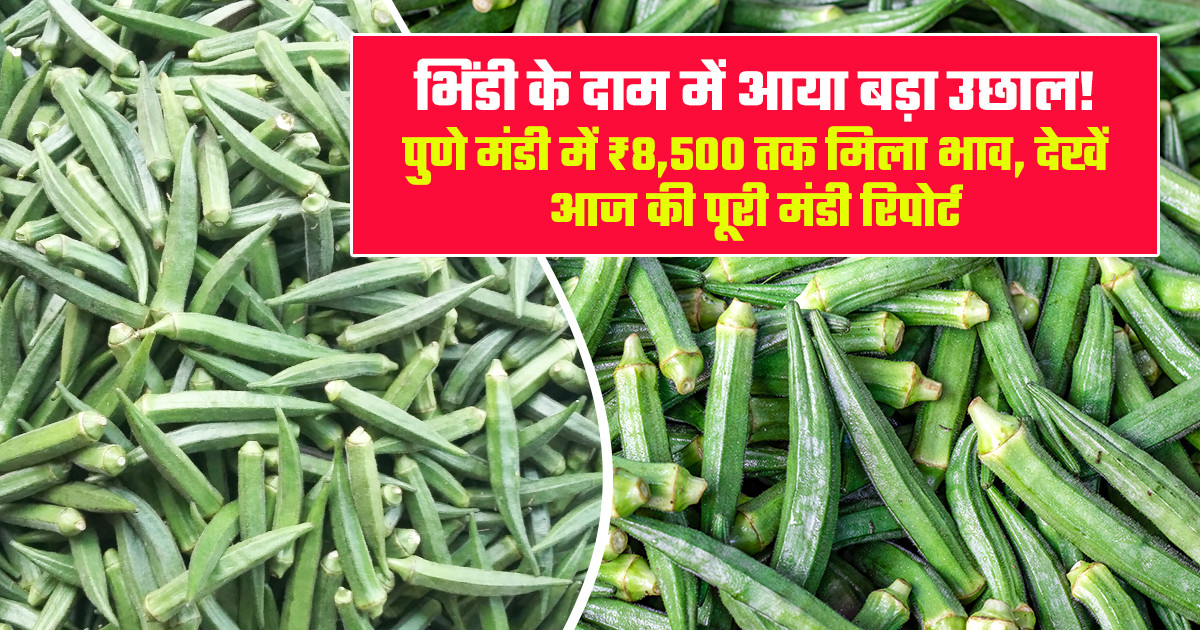 Okra market price today - (july 13, 2026)
