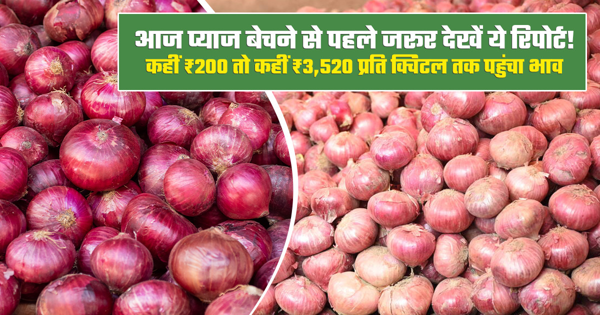 Onion market price today - (July 14, 2026)