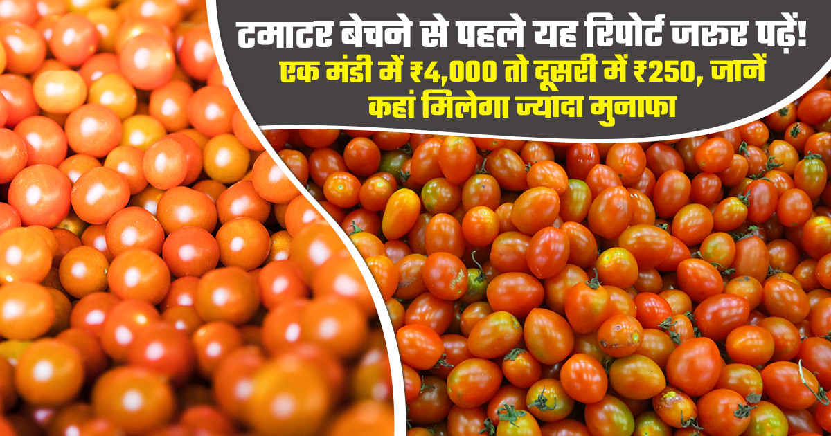 Tomato market prices today - (14 july, 2026)