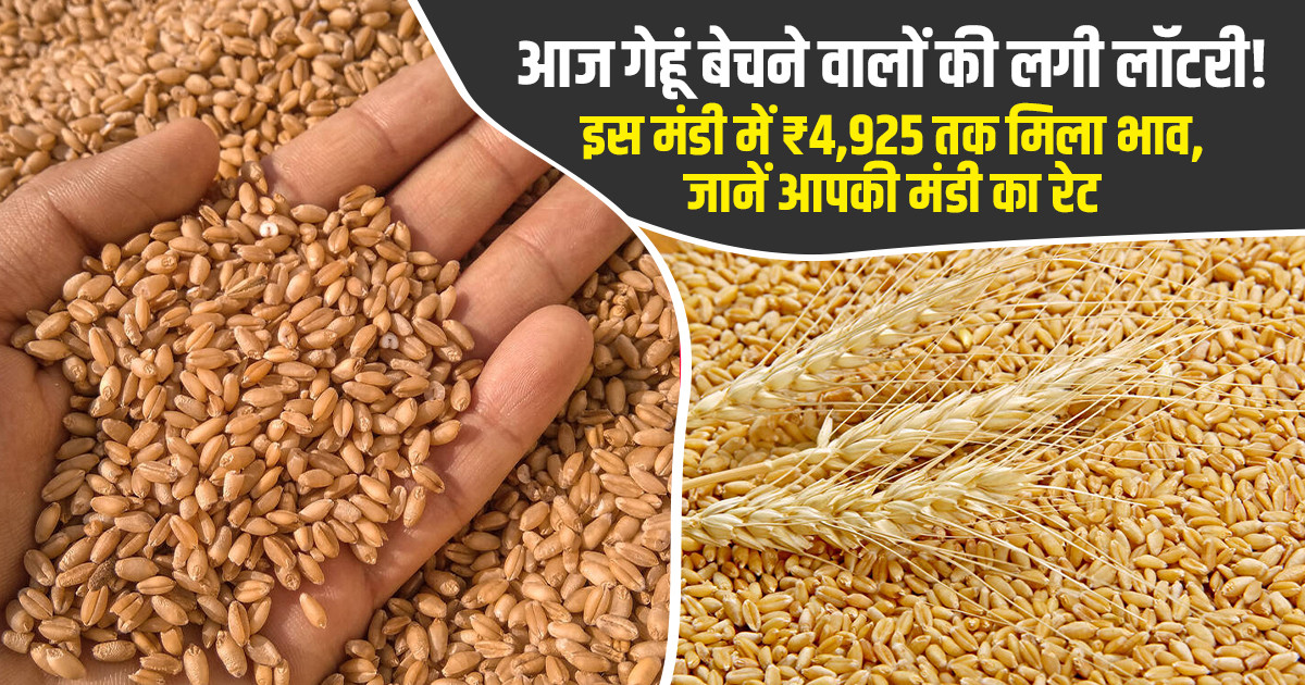 Wheat Prices Today - (15 July, 2026)