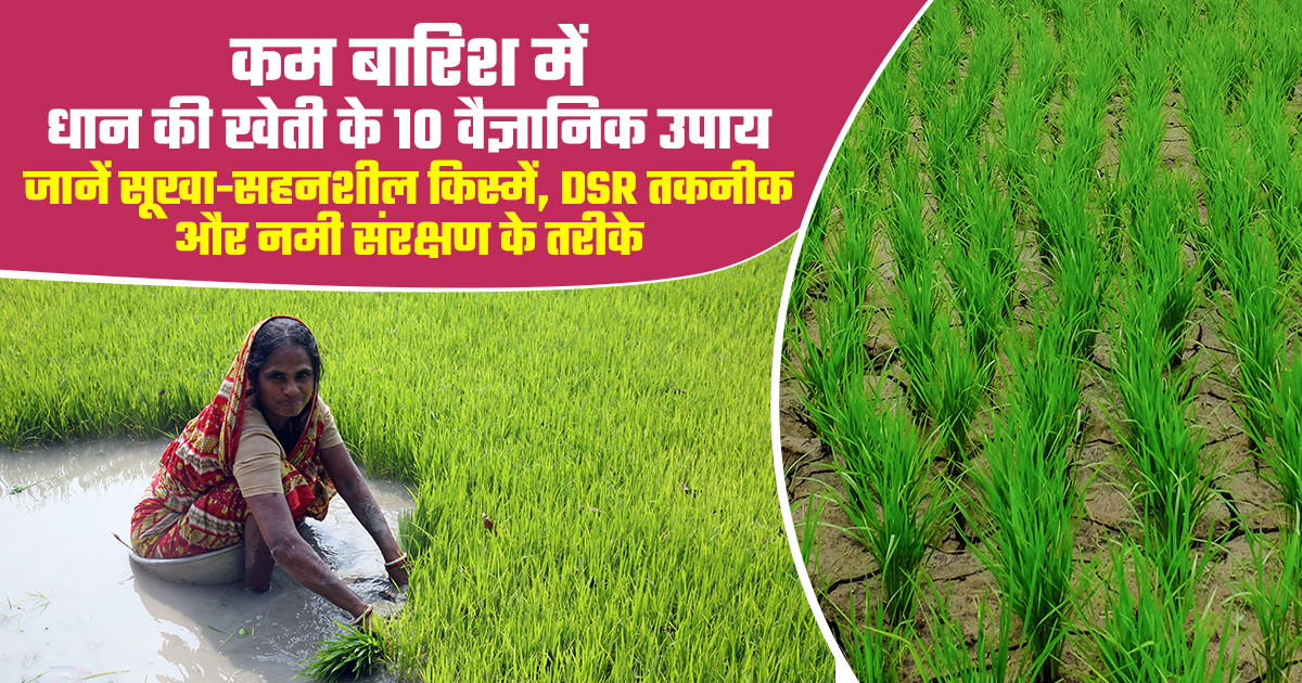 एल नीनो में धान की खेती