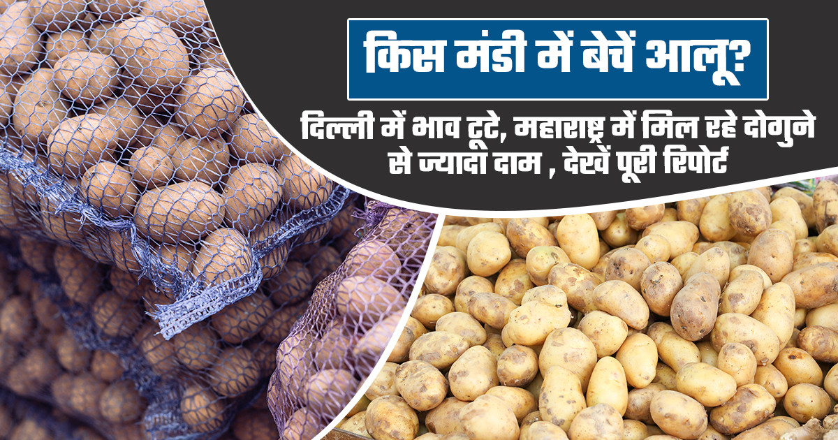 Potato market price today - (July 16, 2026)