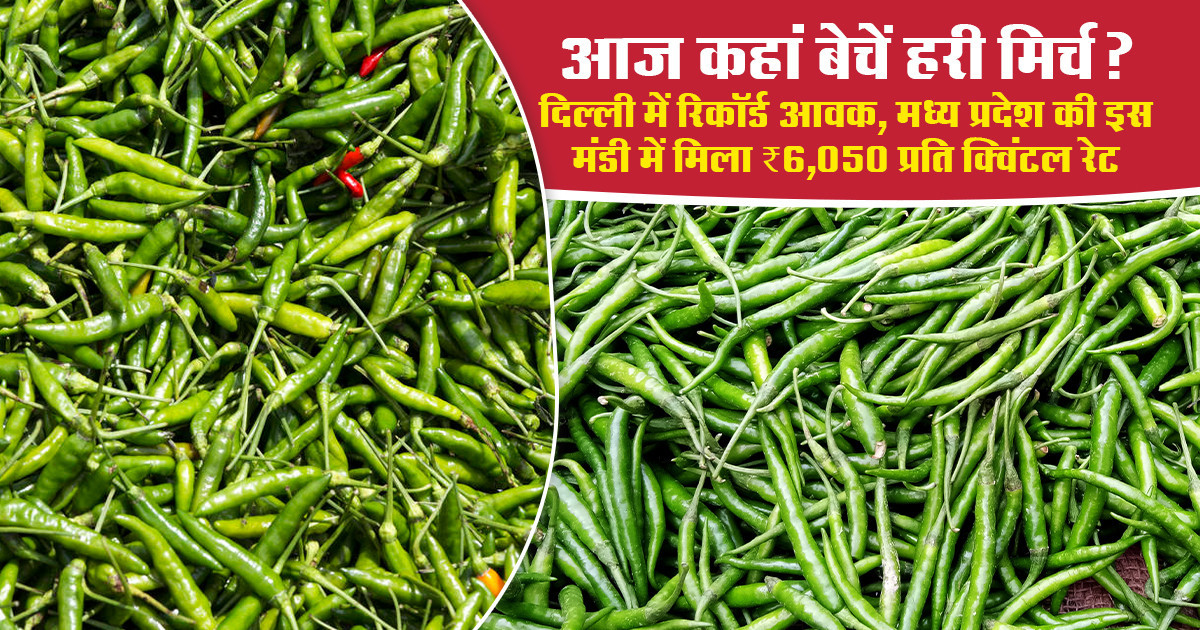Green Chilli market Price Today (July 17, 2026)