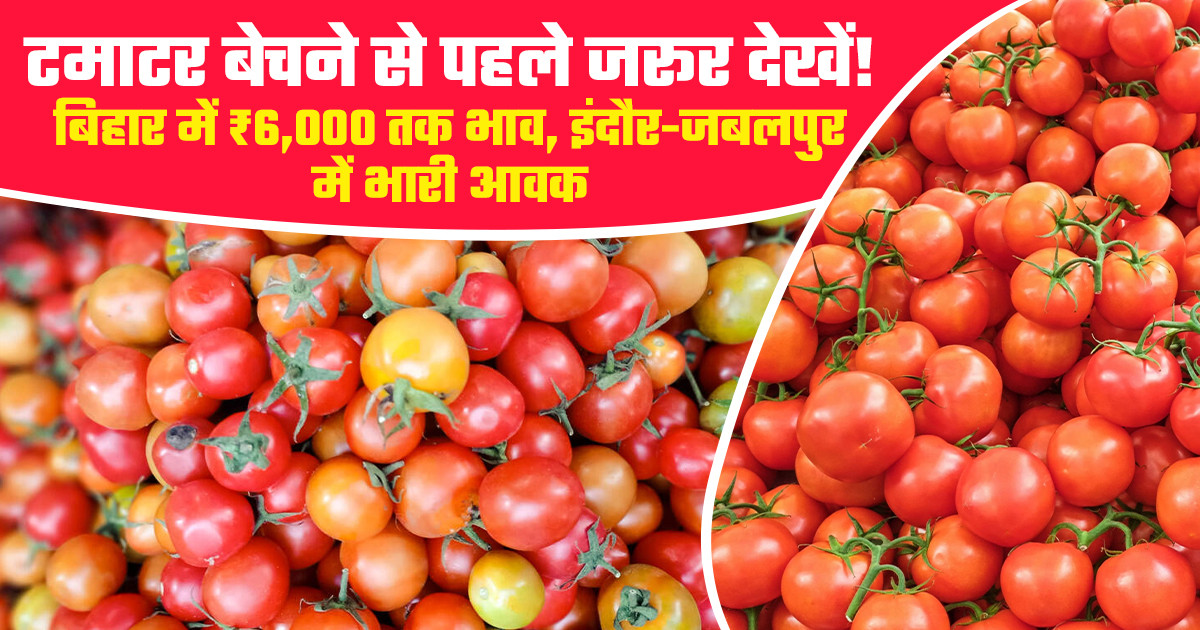 Tomato Market Prices Today - (July 19, 2026)