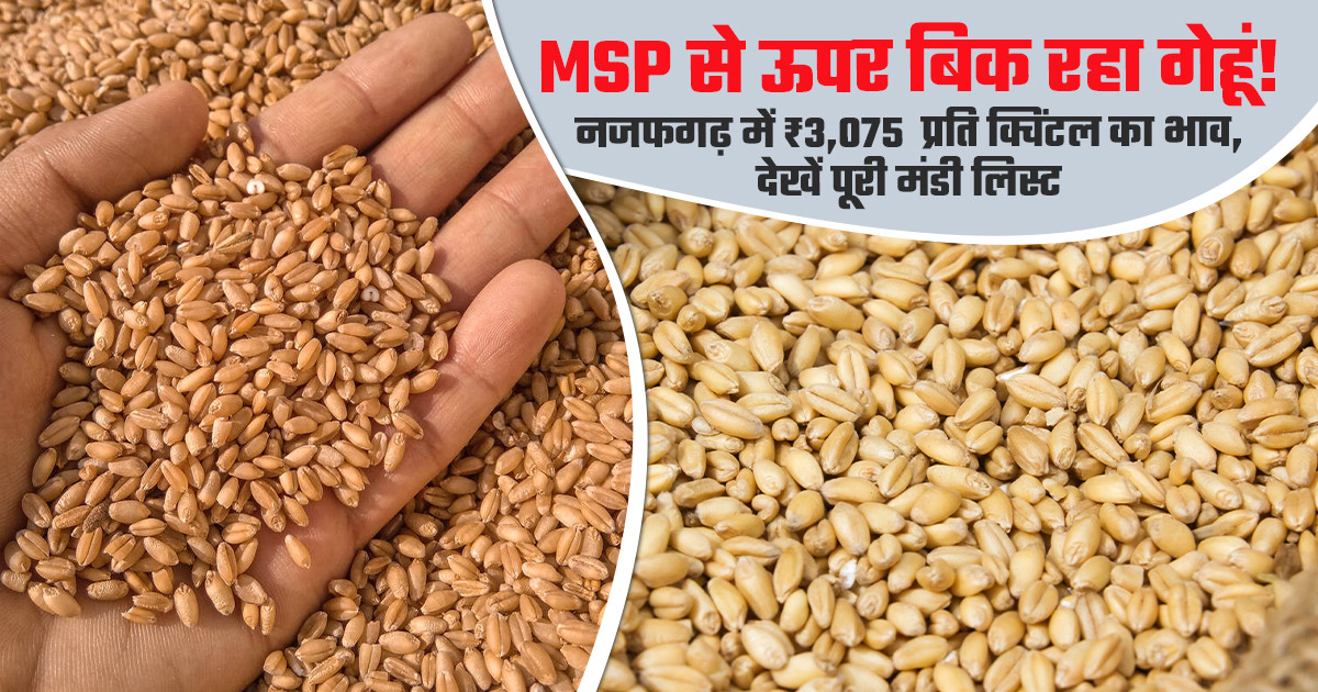 wheat market prices today (july 20, 2026)