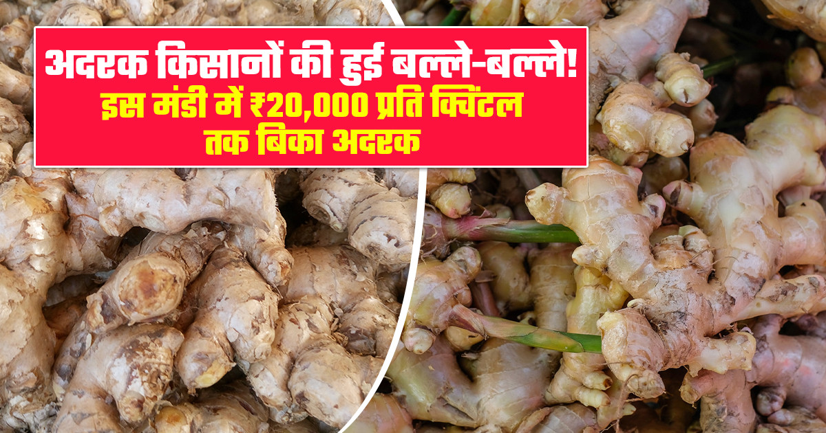 Ginger Market Price Today - (July 22, 2026)