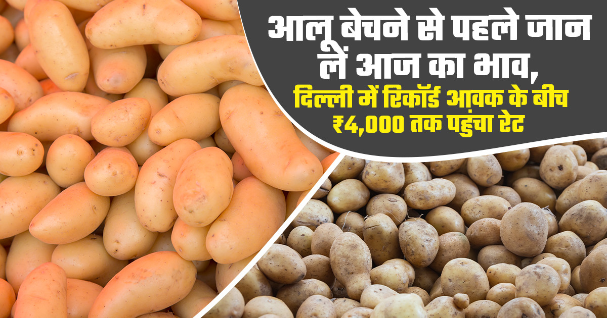 Potato market prices today - (july 26, 2026)