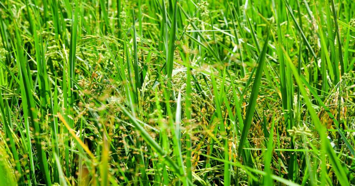 Rice Dwarf Disease in Paddy