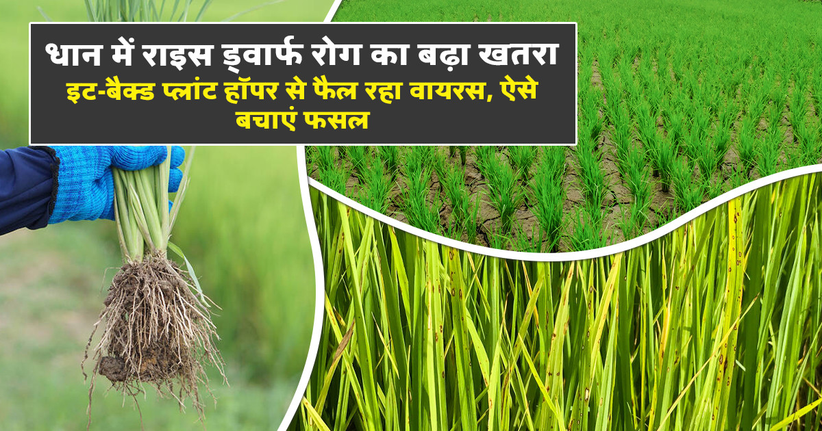 Rice Dwarf Disease in Paddy