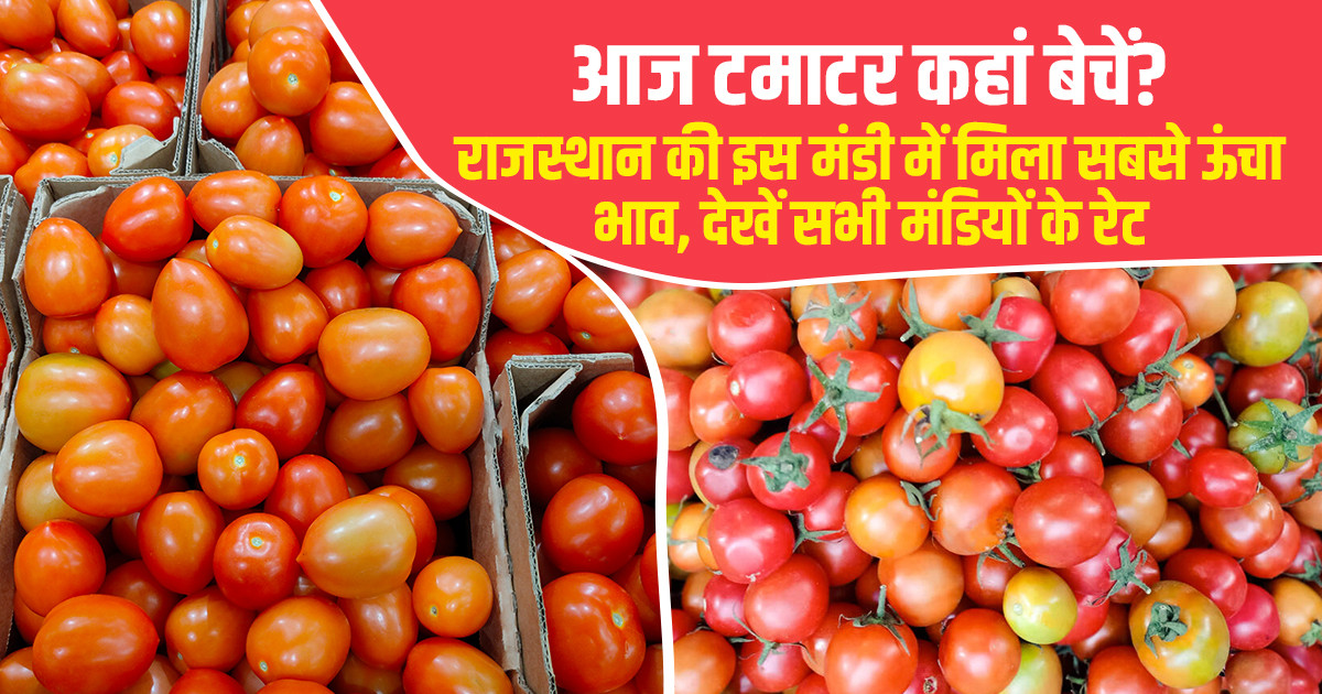 Tomato Market Prices Today - (July 27, 2026)