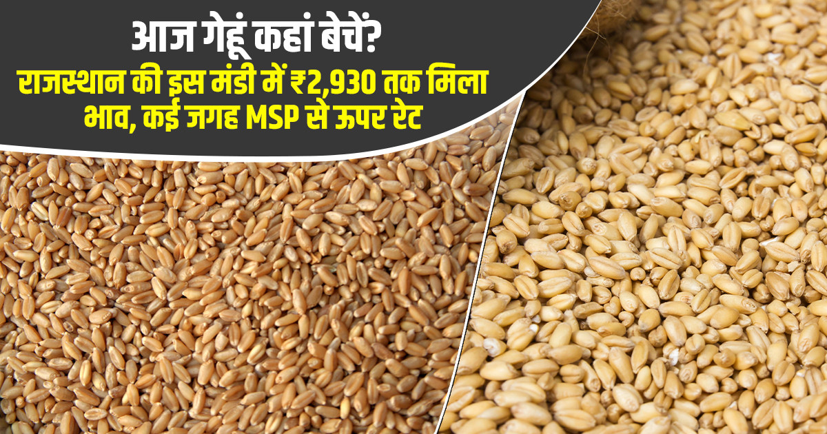 Wheat Market Prices Today - (July 29, 2026)