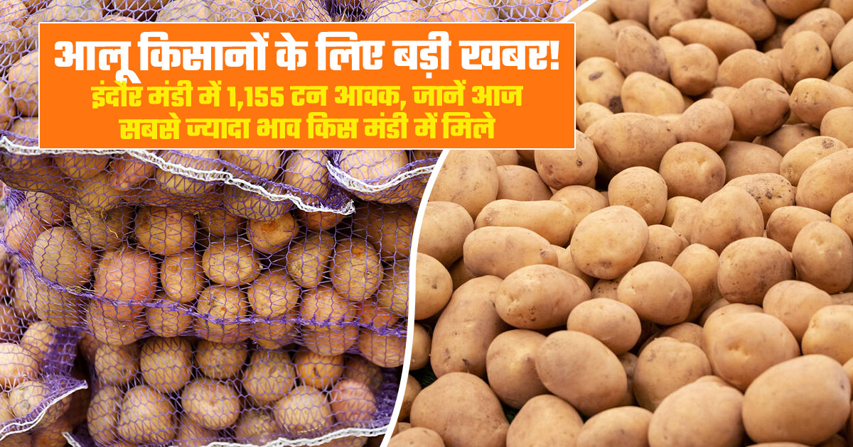 Potato market price today - (July 30, 2026)