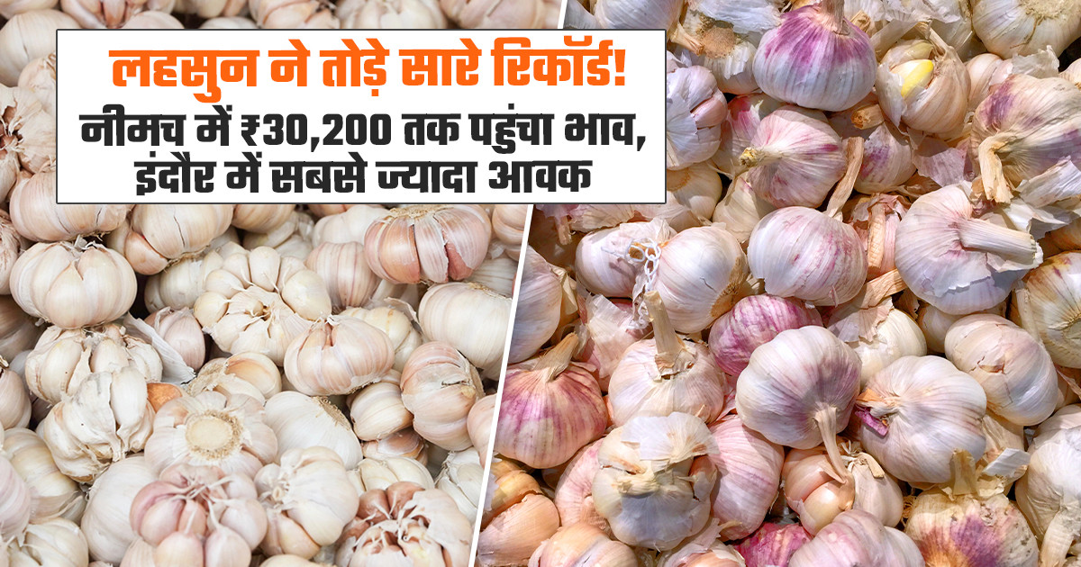 Garlic Market Prices Today - (July 30, 2026)