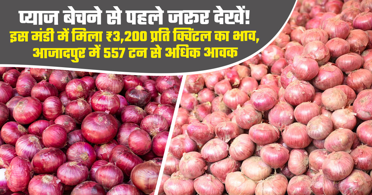 onion market prices today (July 31, 2026)