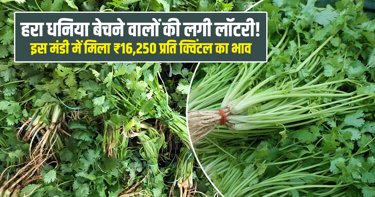 हरा धनिया का मंडी भाव (01 अगस्त, 2026)