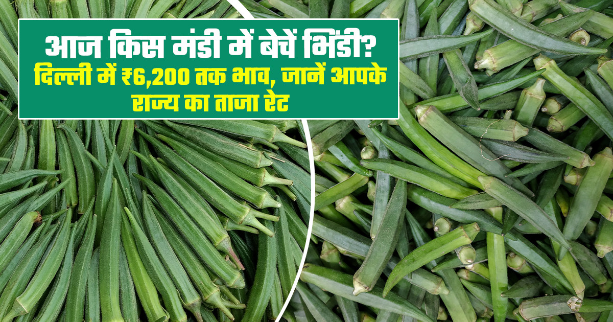 आजादपुर मंडी में भिंडी ₹5,000 प्रति क्विंटल