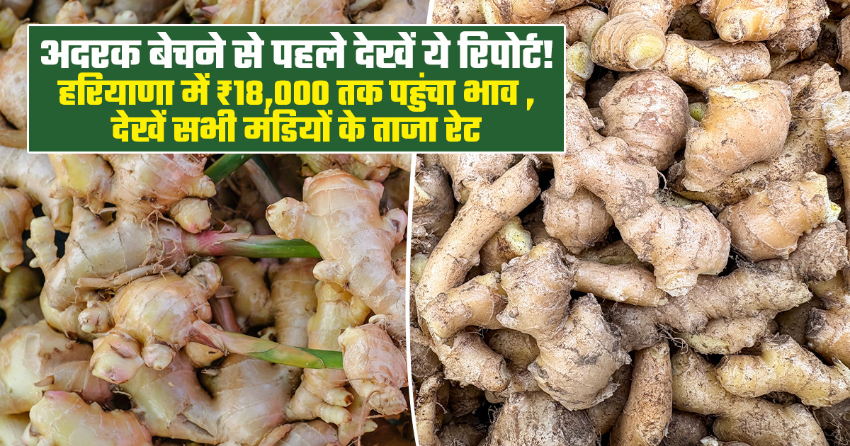 20 टन की बंपर आवक फिर भी ₹14,000 बिका अदरक!
