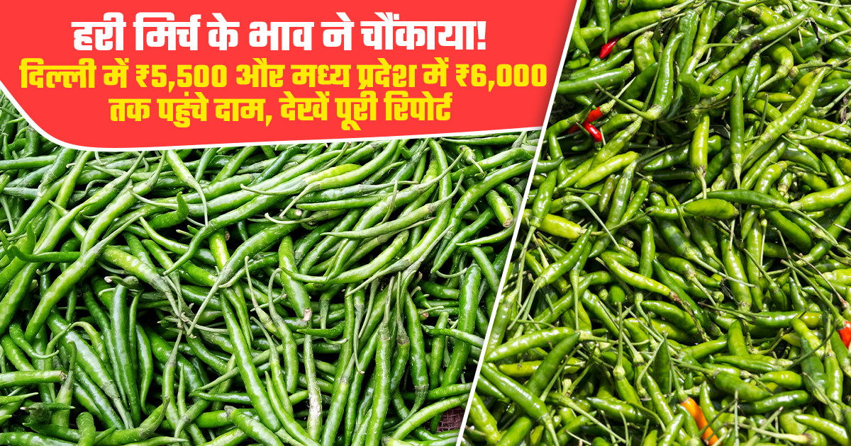 हरी मिर्च का मंडी भाव - (07 अगस्त, 2026)