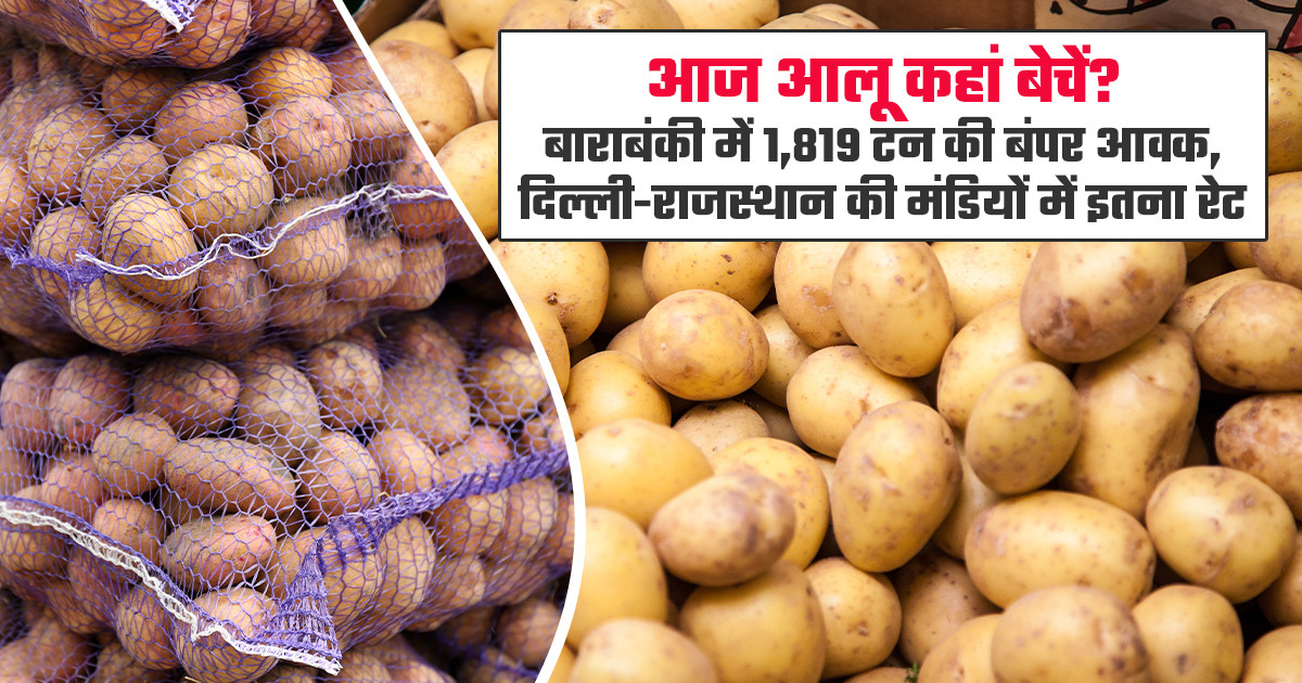 आलू का भाव (10 अगस्त, 2026)