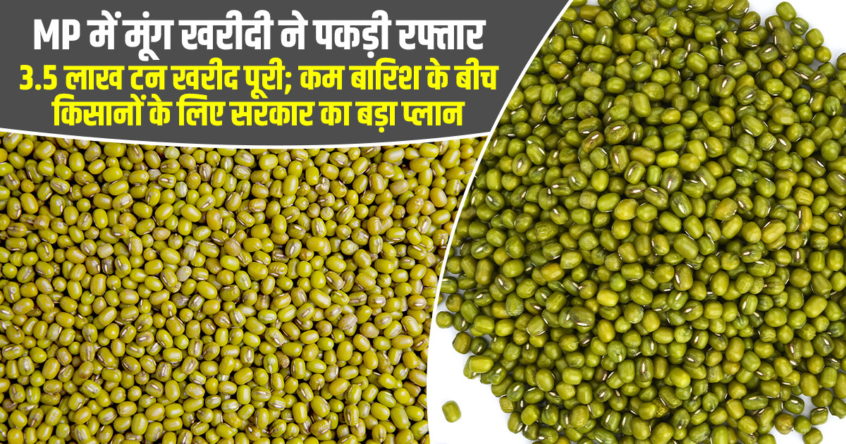 मध्य प्रदेश में मूंग खरीदी जारी, कम बारिश से सरकार की बढ़ी न...