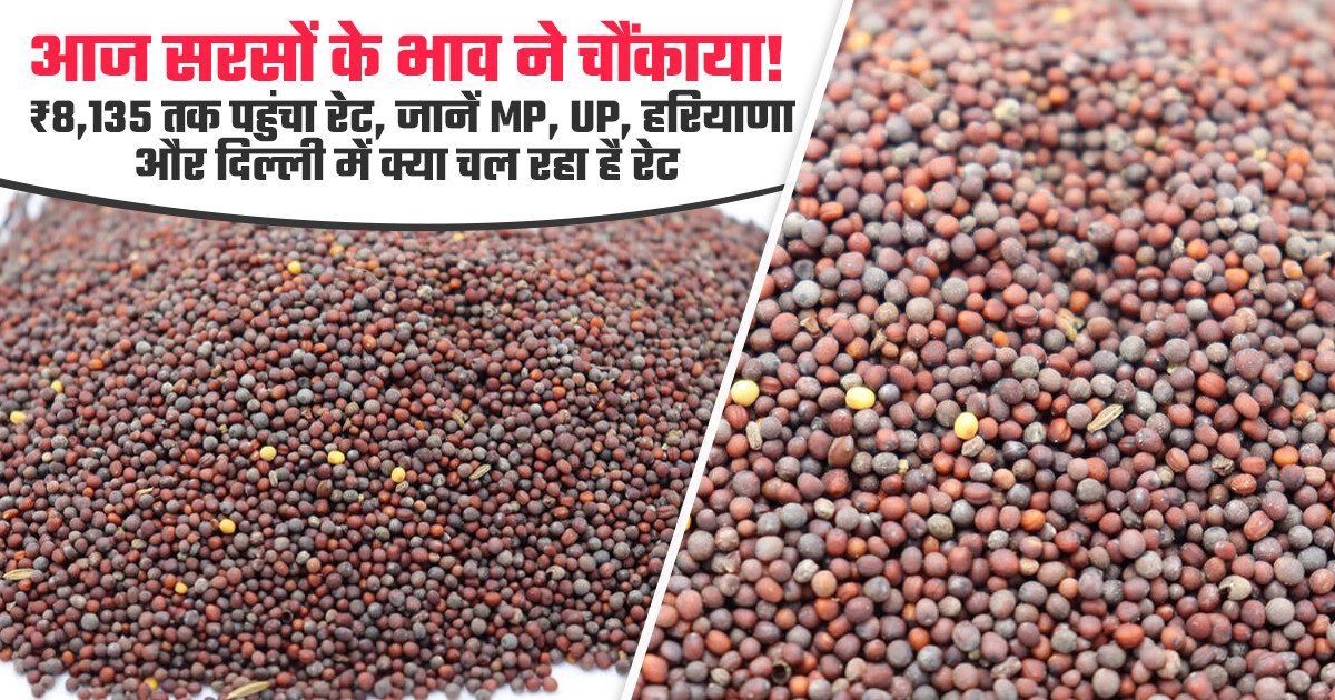सरसों के भाव ने पकड़ी तेजी
