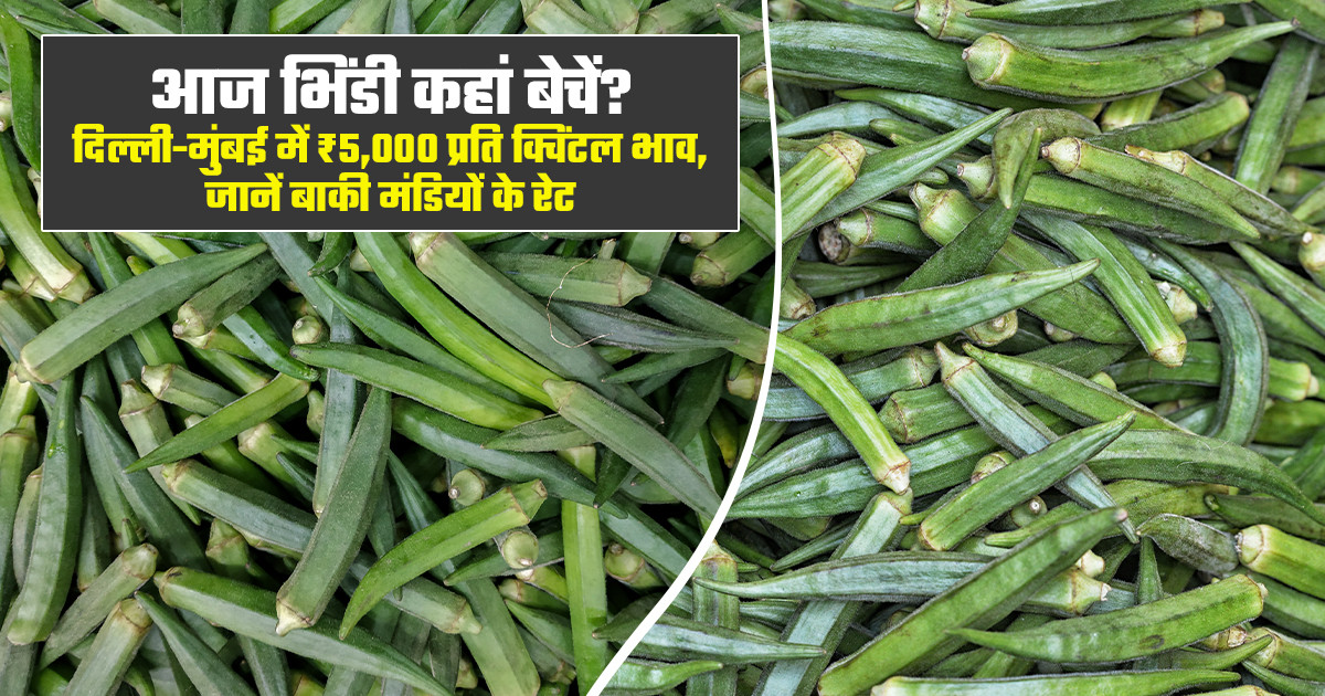 भिंडी का भाव आज - (12 अगस्त, 2026)