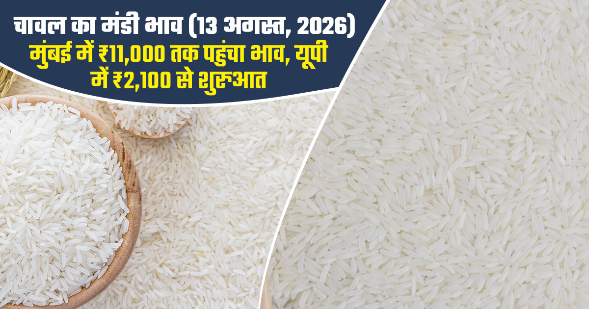 चावल का भाव - (13 अगस्त, 2026)