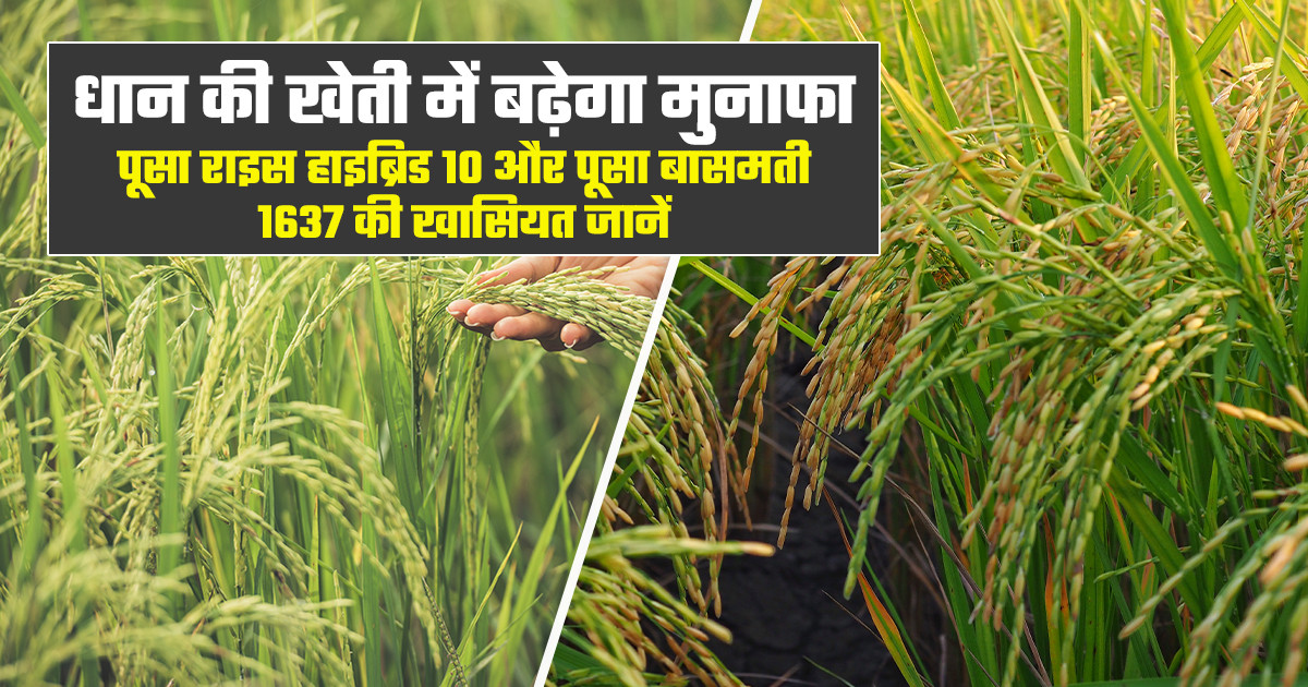 रोग से सुरक्षा और बेहतर उत्पादन वाली धान की उन्नत किस्में