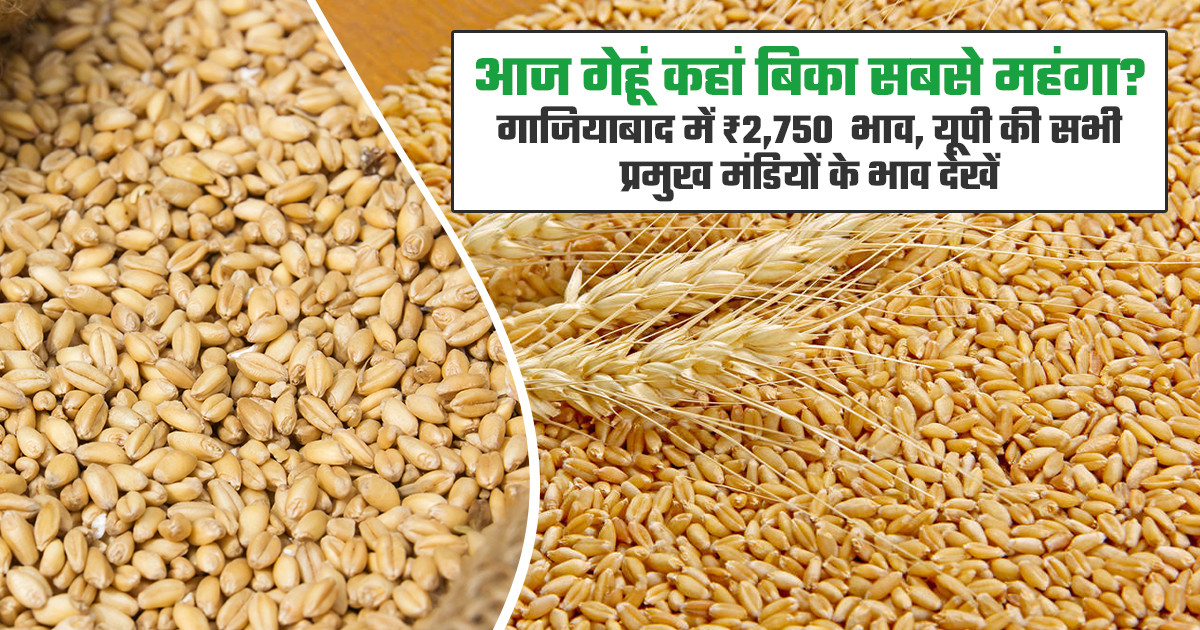 गेहूं ₹2,750 प्रति क्विंटल तक पहुंचा