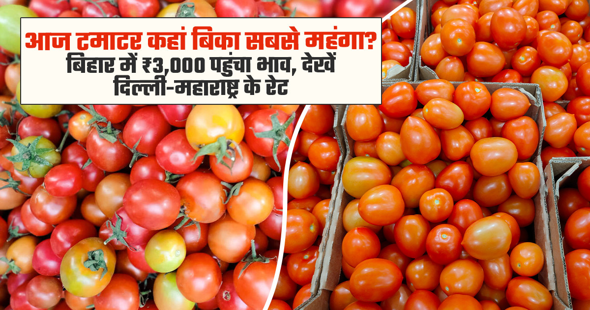 बिहार और महाराष्ट्र में 18 अगस्त के टमाटर के ताजा भाव।