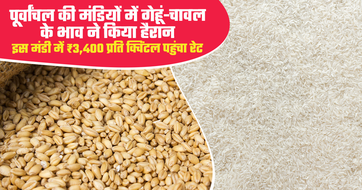 पूर्वांचल मंडी भाव में गेहूं और चावल के आज के रेट