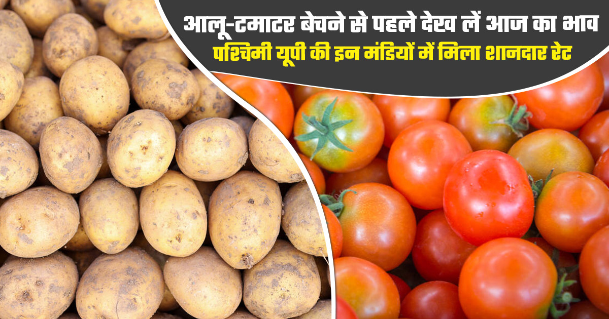पश्चिमी यूपी की मंडियों में आलू और टमाटर के भाव