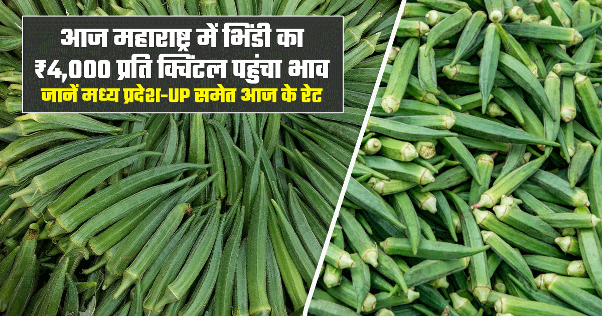 किसानों के लिए 22 अगस्त के भिंडी के ताजा बाजार भाव।