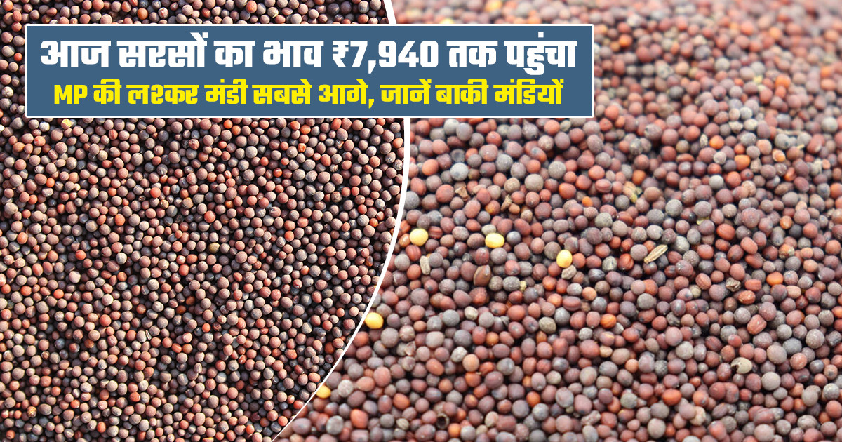 24 अगस्त, 2026 को सरसों के ताजा मंडी भाव