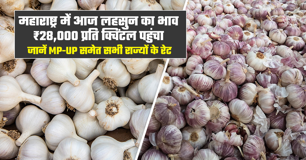 लहसुन का मंडी भाव आज का