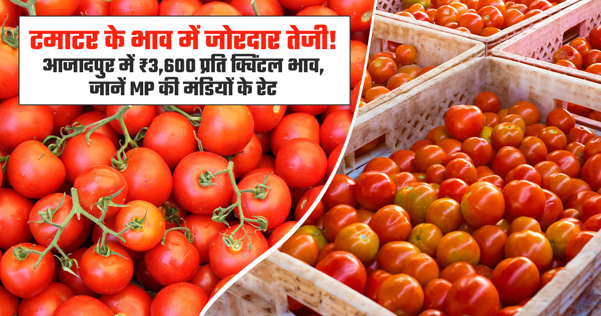 आजादपुर मंडी में टमाटर के भाव में तेजी