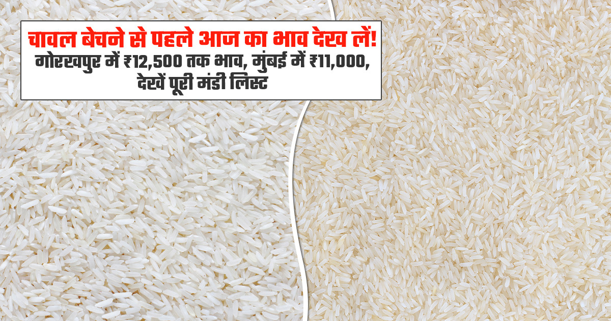 चावल का भाव (05 सितंबर, 2026)
