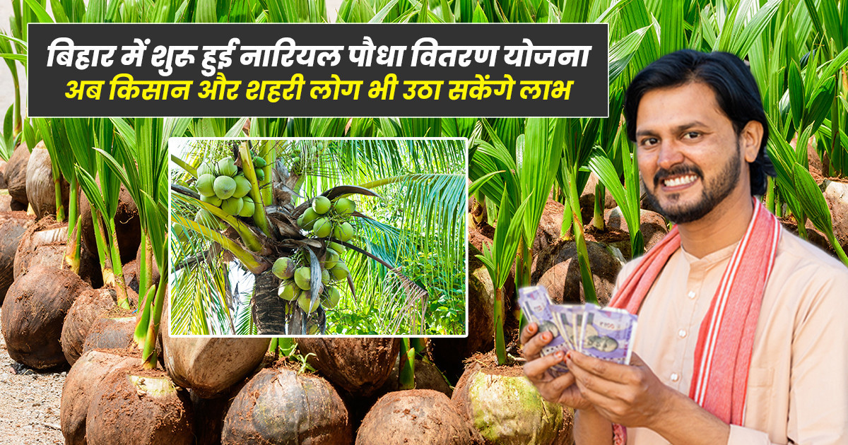 बिहार बागवानी मिशन के तहत नारियल के पौधों पर 75% सब्सिडी की सुविधा उपलब्ध।