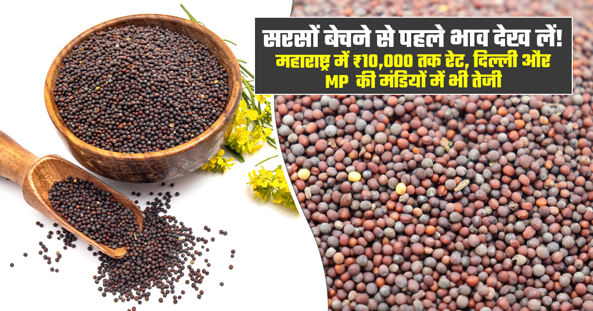 सरसों का भाव: मुंबई समेत देश की प्रमुख मंडियों में भाव में ज...