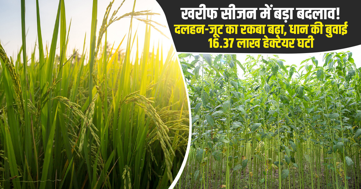 दलहन की खेती में आई तेजी, खेतों में लहलहाती दालों की नई फसल।
