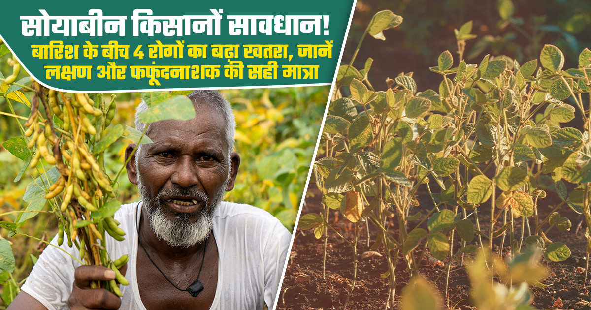 सोयाबीन की फसल को 4 प्रमुख बीमारियों से बचाने के लिए खेत में...