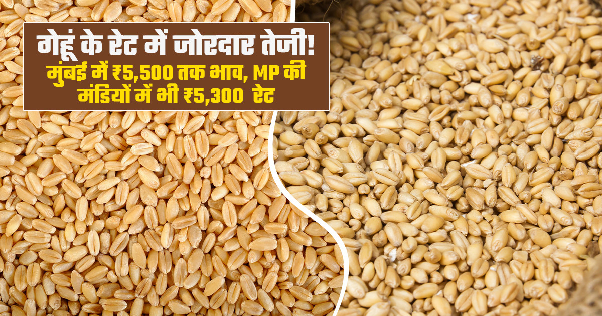 Wheat Market Prices Today -(September 11, 2026)